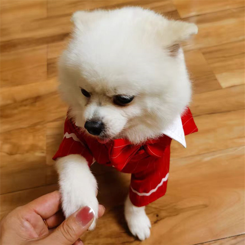 새로운 애완 동물 고양이 봄과 여름 옷 얇은 양복 웨딩 드레스 웨딩 테디 개 대형