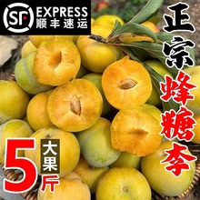 正宗贵州安顺六马蜂糖李子现摘新鲜水果脆甜应季孕妇鲜果脱骨李子