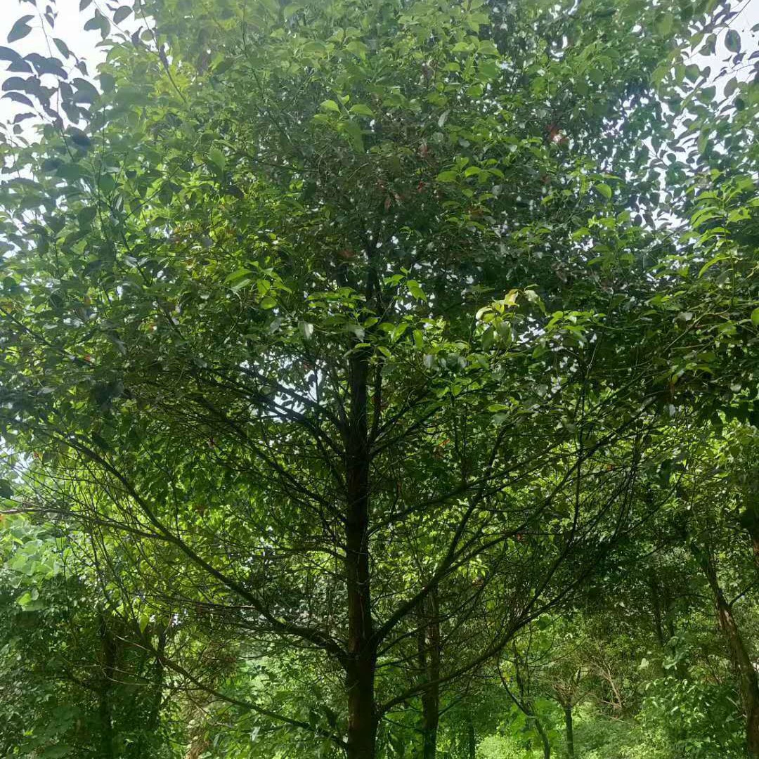 Производственная база Цзянси, посадочный материал камфоры, мешок для рассады камфоры, мешок для рассады камфоры 0.8cm г., сколько стоит камфора