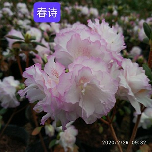 ��Ԋ �ϟ��\���N�� �����ͺ��͟��ذ���ɫ���N ͥԺ��̨�Gֲ����