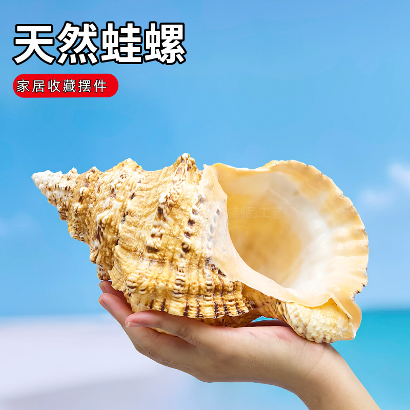 金口蛙螺大白蛙螺天然大海螺贝壳石号螺号角鱼缸家居拍摄摆件礼物