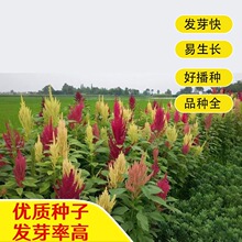 美国籽粒苋种子籽粒苋种子黑千穗谷高营养鸡鸭鹅家禽喜食牧草种子