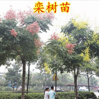 栾树苗小苗黄山栾北京栾园林工程绿化苗木行道树庭院风景占地拆迁