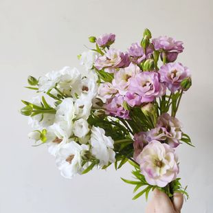 ������ĵ�����滨�ձ�����ˇ�쾰��Y�b����g��ꐔ[�ŔzӰ����