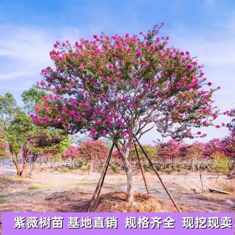 紫薇花树苗美国红火箭百日红老桩庭院盆栽地栽紫薇树耐寒风景树苗