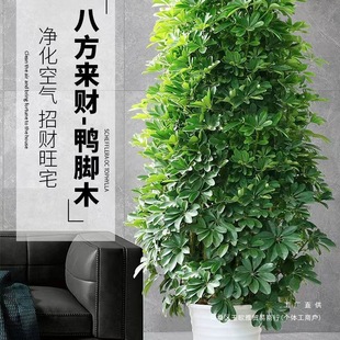 ����ȩ���Ͱ˷���ؔ�����_ľ�����҃��̨�͏dͥԺ�Gֲ���ܰlؔ��