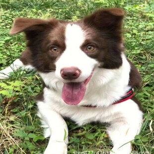 ���N߅��Ȯ�߰���ͨ�Eʯɫ߅����Ȯ�t��ɫ���̻��w���ﹷ����B