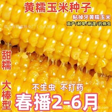 昕糯628玉米甜加糯黏玉米种子黄糯玉米原装非转基因杂交种子大全