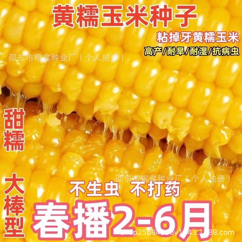 昕糯628玉米甜加糯黏玉米种子黄糯玉米原装非转基因杂交种子大全