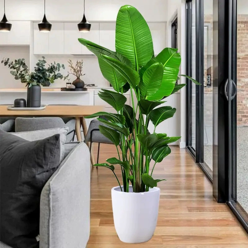 Гостиная большие горшечные растения зеленые растения Райская птица Cranchia горшечные цветы зеленые растения бонсай оптом комнатные Лиственные растения