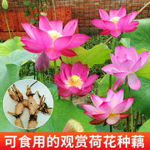 �ɻ�����ˮ�B�����^�pɏ���N�������˯ɏ�ļ�ˮ��ֲ���ʳ��ɏź