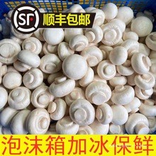 ���r��Ģ��Ģ���p�߹�ɽ�|���جFժ250����S���]Ĭ�J�ȫ�곣��