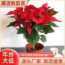 一品红盆栽圣诞盆栽客厅卧室办公室桌摆四季好养绿植花卉