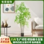 客厅新款盆栽落地绿植