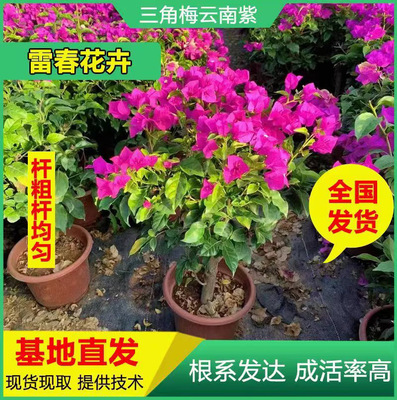 基地直发云南紫色红色三角梅树苗园林绿化工程苗盆栽庭院四季开花|ms
