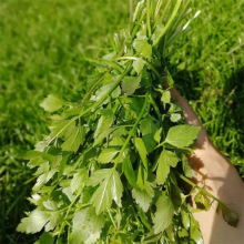 苗圃出售水芹菜 耐寒植物 公园河道湿地绿化苗