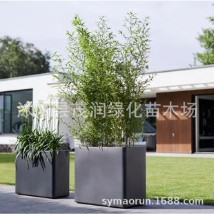 Unpruned Full Crown Bamboo with Tip Head, No Top Landscape Bamboo, Gold Inlaid Jade Bamboo, Golden Bamboo, Green Bamboo, Purple Bamboo, Garden Ornamental Bamboo