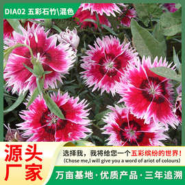 五彩石竹种子 混色花海景观 家庭园艺高发芽耐寒草本花卉种植批发