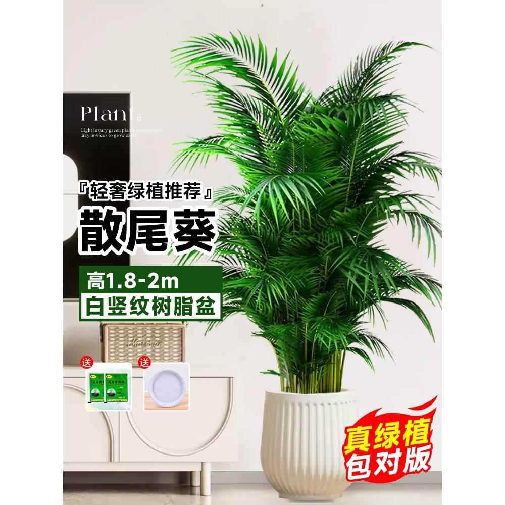 [Door to Door Delivery] 고품질 느슨한 꼬리 해바라기 1.8- 2.1m 그루★흰색 세로무늬 세면대 + 바텀 브라켓★사계절 상록수 애완동물