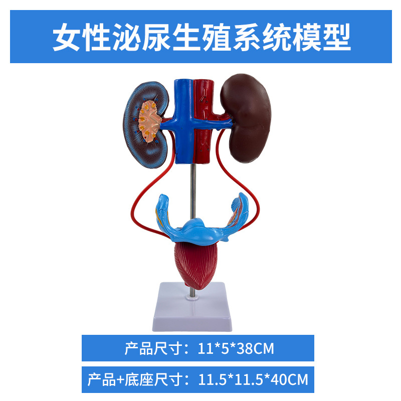 ������ϵͳ ѪҺѭ��ϵͳ ����ϵͳ ����ϵͳ �ڷ��� ������