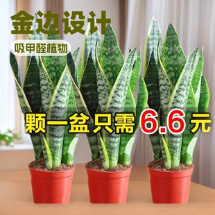 ��߅��Ƥ�m���Զ���ֲ�ﻨ���k��������ȩ�Gֲ�ļ������S��Ƥ�m