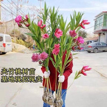�@�־G���A���� ���������L�^��ֲ�� ���ٹ�·�F·�����A���Ҙ���