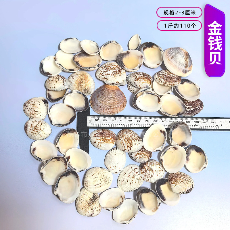 天然法螺貝 卸売供給源 魚水槽造園 工芸品 消耗品 1-10cm シェル|undefined