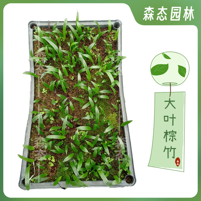 棕竹苗庭院盆栽棕榈科植物大叶种苗观音竹筋头竹绿植竹子庭院绿植