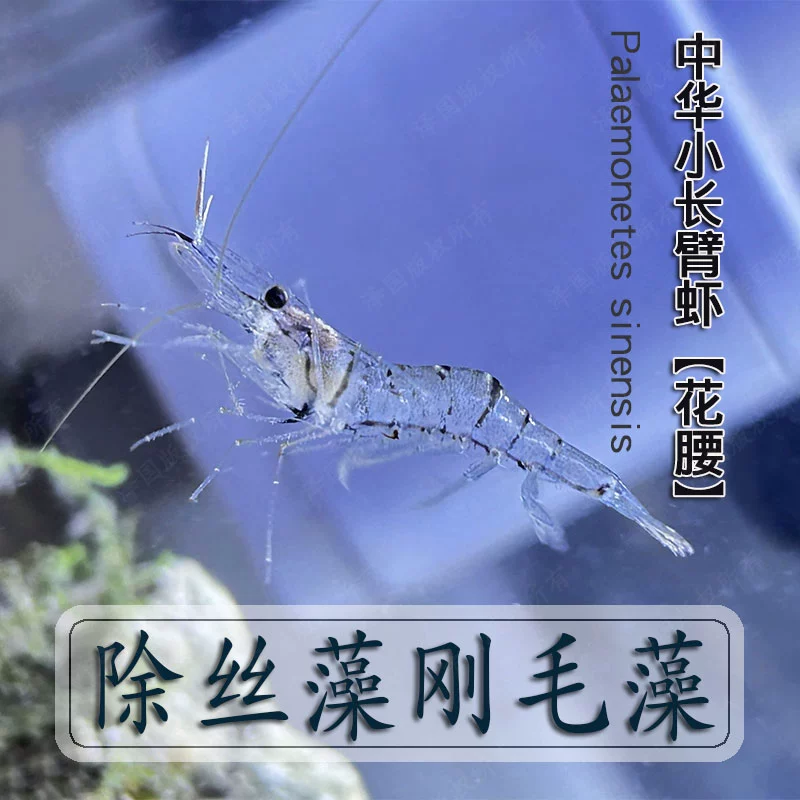 Аутентичные китайские длинные креветки в форме цветка, аквариумные водоросли, удаление холодной воды, домашние животные, декоративные красивые белые креветки, черные креветки, инструмент для креветок.