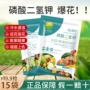 家庭壮苗花卉果树磷酸二氢钾