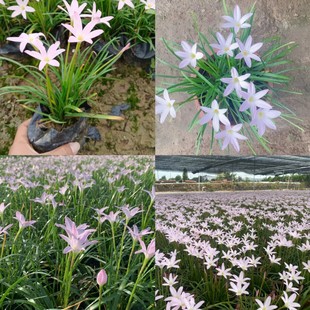 Imported Onion Orchid First Love Wind Rain Orchid Pink Flower Leek Orchid Zhongshan Base Wholesale