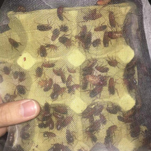 樱桃蟑螂樱桃红活体饲料龙鱼蜘蛛杜比亚蟋蟀爬宠开食利器一件代发