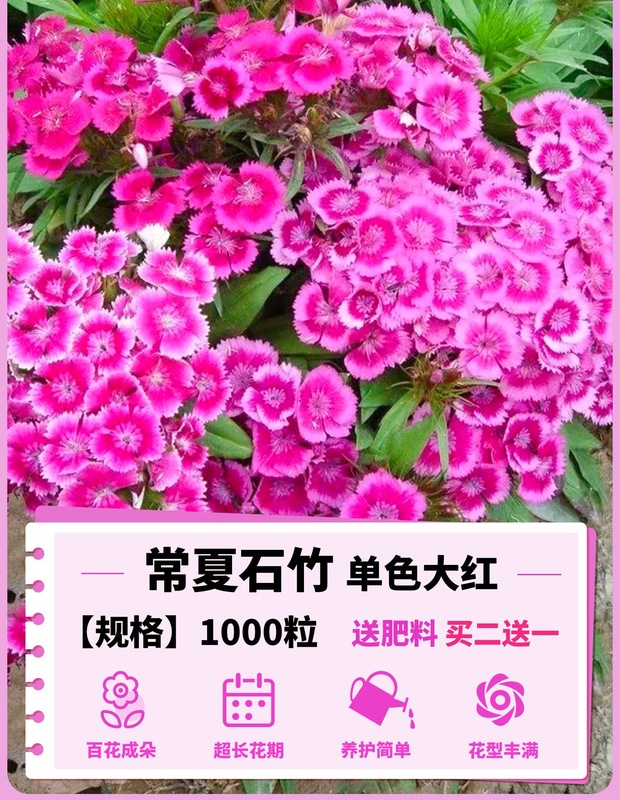 ヨーロピアンコスモスの花の種子は耐寒性の低生のカラフルなコスモスの花の種子で、ベランダ、中庭、屋内外で四季を通じて播種して開花させることができます。|undefined