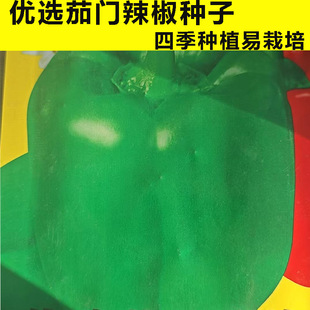 �������Ƥ�������ཷ�N�� �������𽷟��\��  �߲˷N�����l