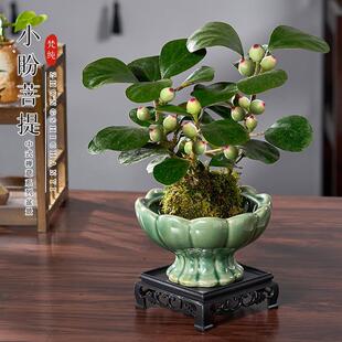 Xiaopan Bodhi Moss Ball Potted Indoor Plant Office Desktop Easy-To-Care Plant Zen Bonsai with Fruits and Green Plants