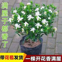 栀子花小叶雀舌栀子花浓香型阳台庭院四季种植花卉绿植懒人好养