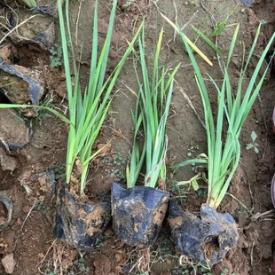 �ر�ֲ���R�A�� �R�A ֱ�N �����Rɏ �R�m���R�m�������r����ɫ��