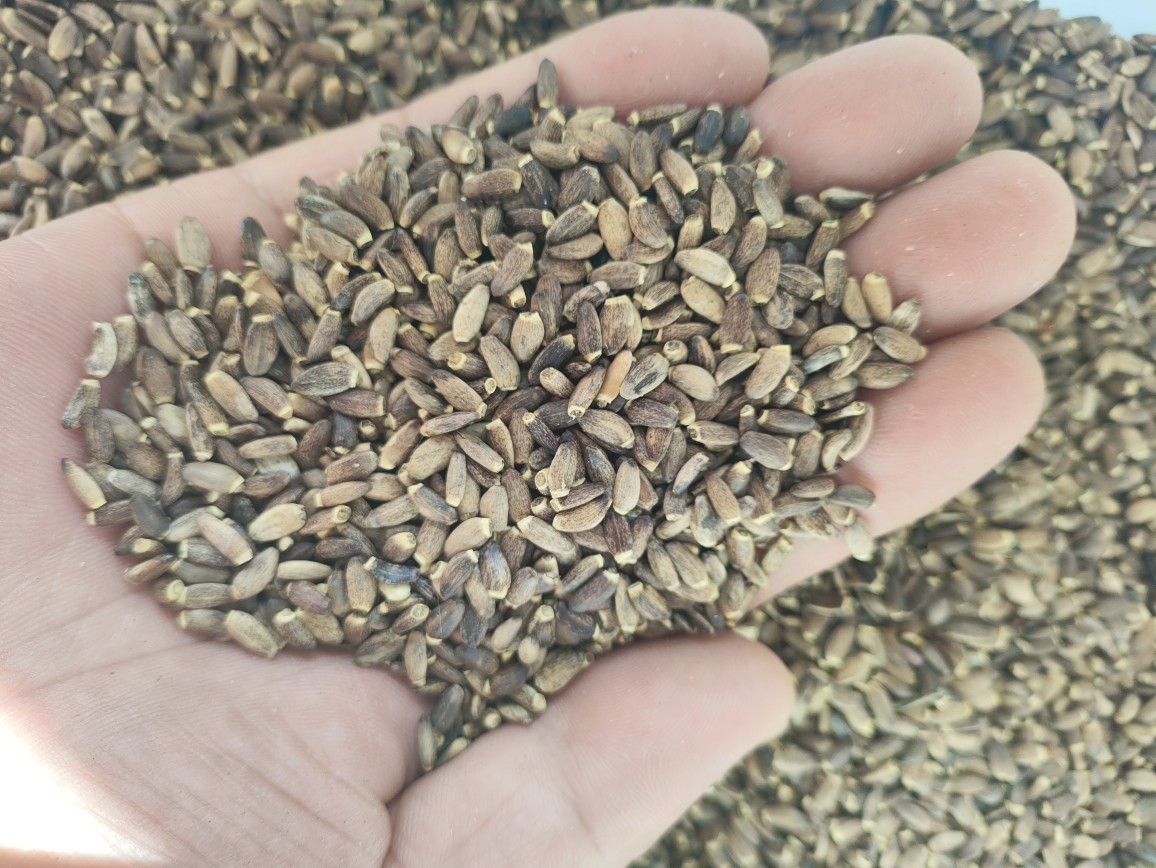 Milk Thistle Seed Powder (Silybum marianum) — Shui Fei Ji Herbal Powder, 500g in use