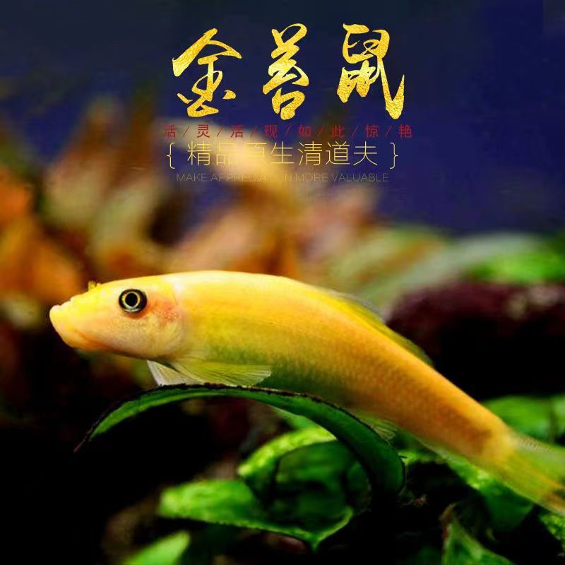 Peces limpiadores, musgo dorado, ratas, peces, ratas, herramientas de limpieza de acuarios, tres espadachines para comer musgo para eliminar algas, envío gratuito.