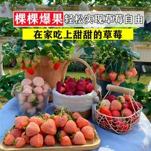 ���Ͳ�ݮ�������Ԏ������t�ѩ��ʹ�ļ��Y����ʳ���̨ͥԺ�Nֲ