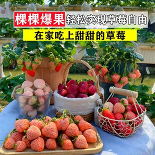 ���Ͳ�ݮ�������Ԏ������t�ѩ��ʹ�ļ��Y����ʳ���̨ͥԺ�Nֲ