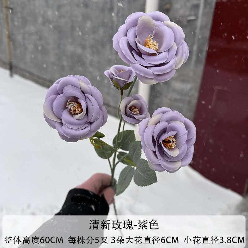보라색