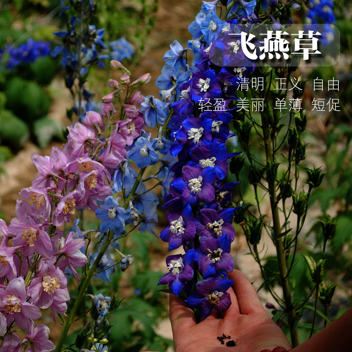 Оптовая Дельфиниум семена двор на открытом воздухе четырехсезонный посев легкие цветочные семена цветоводство цветы цветок морские Цветы Семена