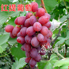 �t�������� �t������ �t�������ј���޽ӹ��箔��Y���ϱ����Nֲ
