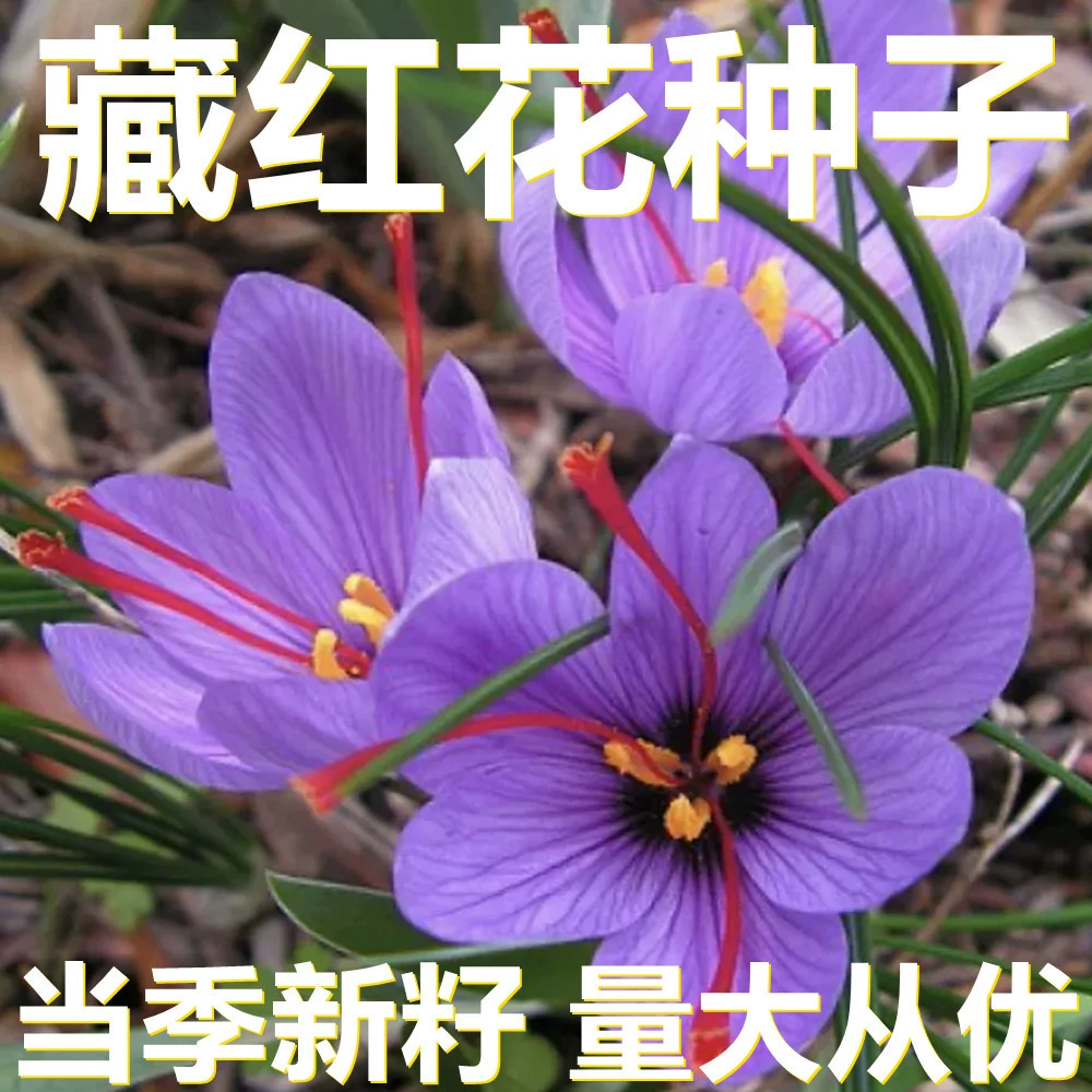 Семена шафрана 250-500г в мешках оптом, прямые поставки с места происхождения, сезонные новые семена, семена садовых растений