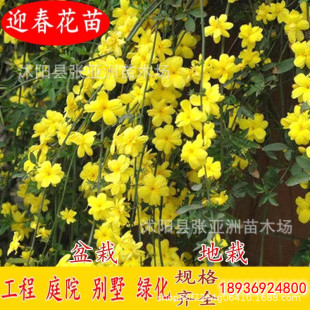 ӭ���������l�WУ������Ԯ���ܹ��̾G����ľ�@���ͺ�ֲ���ӭ��