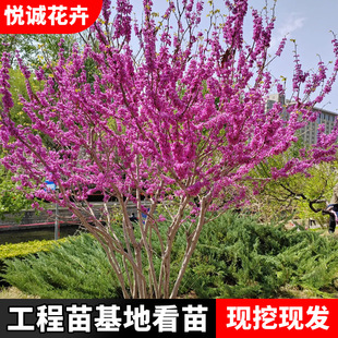 ���G�����o�¾G����ɫֲ���ļ�ͥԺ���Թ������ϱ����Nֲ���G����