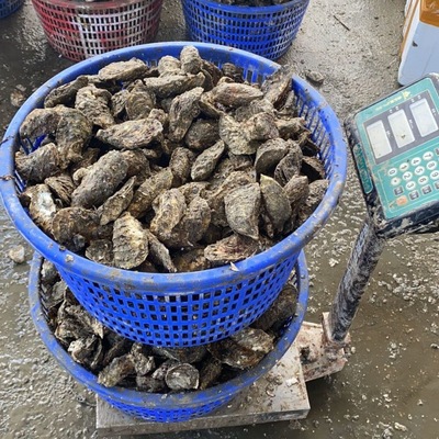 Oysters Place of Origin wholesale Guangdong 50 Jin 100 Oyster commercial Stall Zhanjiang