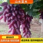 中国适宜种植红玫瑰葡萄苗
