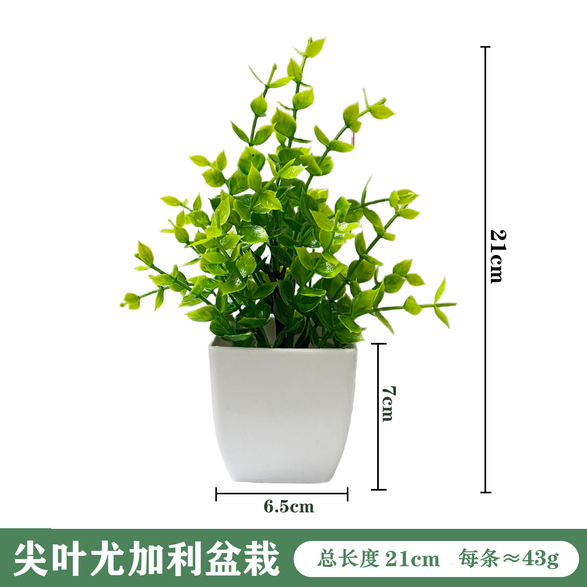 뾰족잎 유칼립투스 화분 - 흰색 화분 21cm